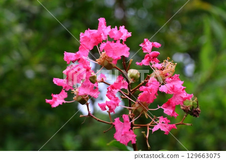 red crape myrtle flower 129663075