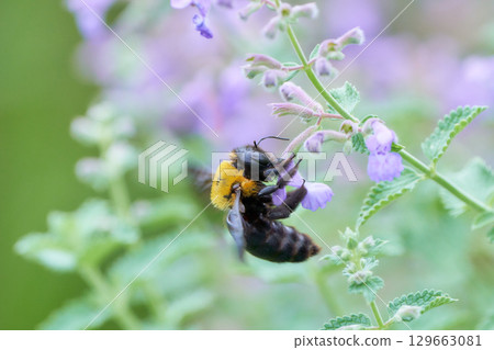 A carpenter bee clings to a cute purple Nepeta flower 129663081