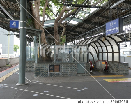 Camphor trees growing on the platform of Keihan Electric Railway's Kayashima Station Camphor trees growing on the platform of Keihan Electric Railway's Kayashima Station 129663086