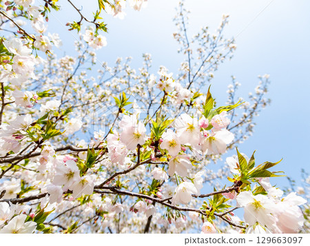 Kanzaki Oshima cherry blossoms in full bloom, shining in the spring sunshine 129663097