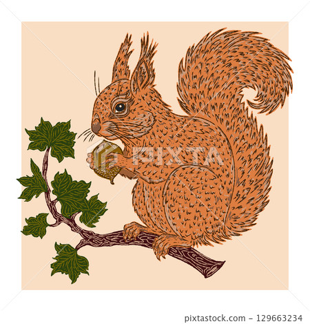 Vector illustration of a red squirrel with a fluffy tail sitting on a branch and holding an acorn. Detailed sketch in a decorative style, nature and animals 129663234