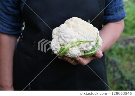 Farmer harvesting a fresh cauliflower from a lush garden during a sunny afternoon 129663846