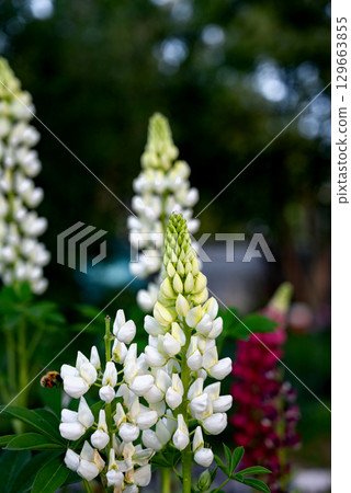White lupine blooms attract a busy bee in a vibrant garden during springtime 129663855