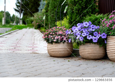 Vibrant flower pots adorn an entranceway with colorful blooms in a residential area showcasing springtime beauty 129663856