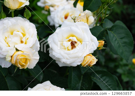 White and yellow roses bloom vibrantly in a serene garden setting during the warm afternoon light of early summer 129663857