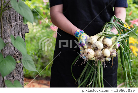 Hands holding freshly harvested onions in a vibrant garden during late summer 129663859