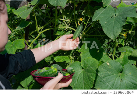 Harvesting cucumbers in a vibrant home garden on a sunny afternoon 129663864