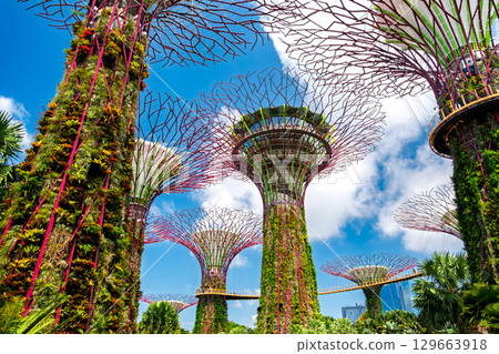 Singapore Gardens by the Bay 129663918