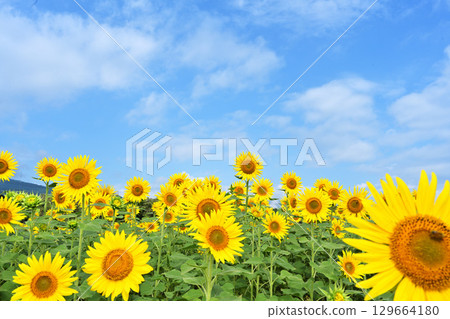 在藍天的向日葵 129664180