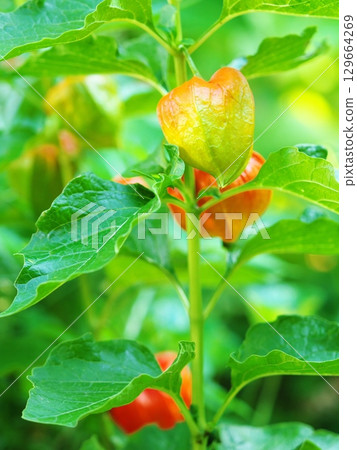 酸漿開始變色 129664269