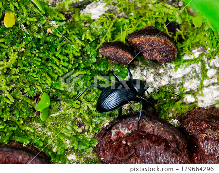日本向日葵棲息在一棵被砍倒的樹上 129664296