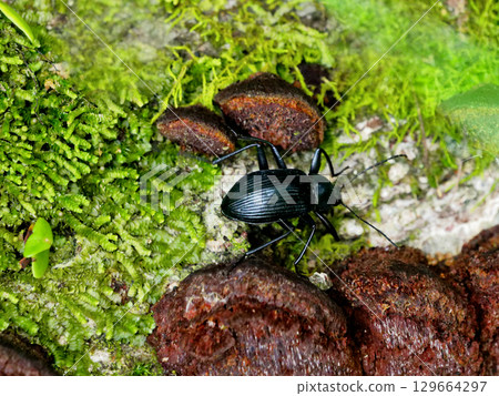 日本向日葵棲息在一棵被砍倒的樹上 日本向日葵棲息在一棵被砍倒的樹上 129664297