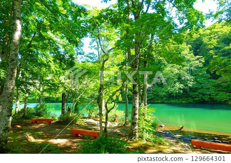 Dokko Swamp, Zao, Fresh Greenery 129664301