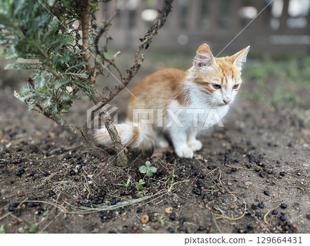 street cat walks through the evening city. High quality photo 129664431