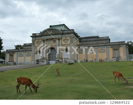 奈良國立博物館和鹿 129664522