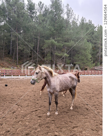 horse on farm nature forest. High quality photo horse on farm nature forest. High quality photo 129664564