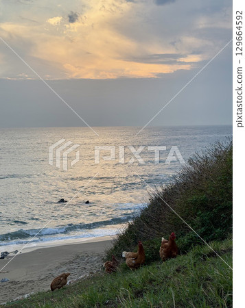rooster and hen in nature with sea view. High quality photo 129664592