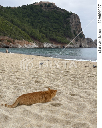 street cat walks through the evening city. High quality photo 129664607