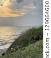 rooster and hen in nature with sea view. High quality photo 129664660