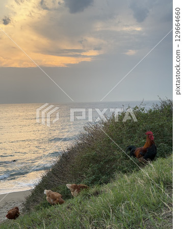 rooster and hen in nature with sea view. High quality photo 129664660