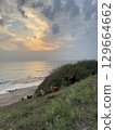 rooster and hen in nature with sea view. High quality photo 129664662