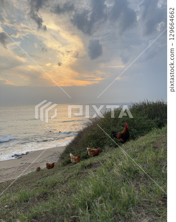 rooster and hen in nature with sea view. High quality photo rooster and hen in nature with sea view. High quality photo 129664662