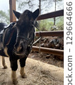 horse on farm nature forest. High quality photo 129664666