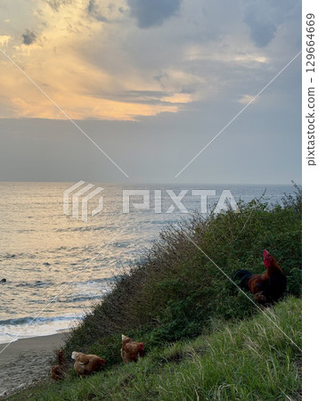 rooster and hen in nature with sea view. High quality photo 129664669