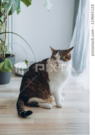 Young cat looking surprised and scared. Emotional surprised wide big eye kitten at home, full body 129665128