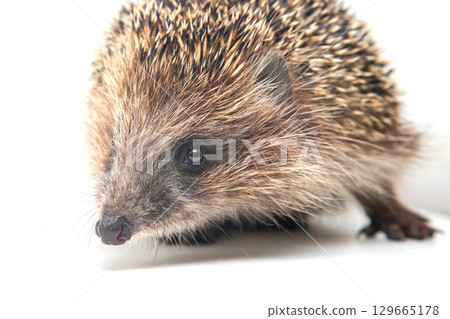 Close-up view of a hedgehog exploring its surroundings at a nature setting Close-up view of a hedgehog exploring its surroundings at a nature setting 129665178