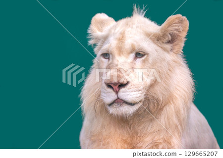 Pale lion with blue eyes against solid background showcases unique features and majesty 129665207