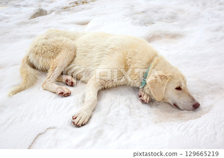 White dog rests on snowy ground during cold winter afternoon in rural area White dog rests on snowy ground during cold winter afternoon in rural area 129665219