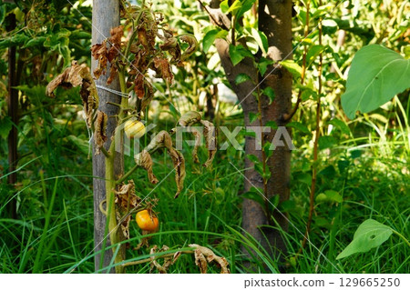 Diseased tomato bush with fungal disease, began with the leaves and first damaged them and as result they almost all dried out, symptoms and manifestations also appeared on fruits that did not ripe 129665250