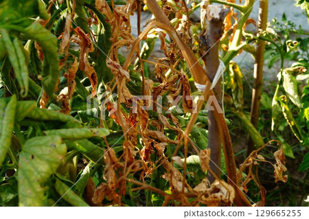 A completely dried, dry, pole-tied tomato bush was first among others to die from infectious or fungal disease. Different levels of resistance of varieties and quality of seed or planting material 129665255