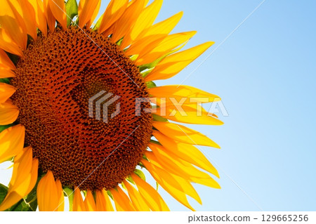 Large flower in the shape of an inflorescence basket at a sunflower plant close-up against the background of a light blue sky on a sunny day with an empty copy space. Natural environments, farming 129665256