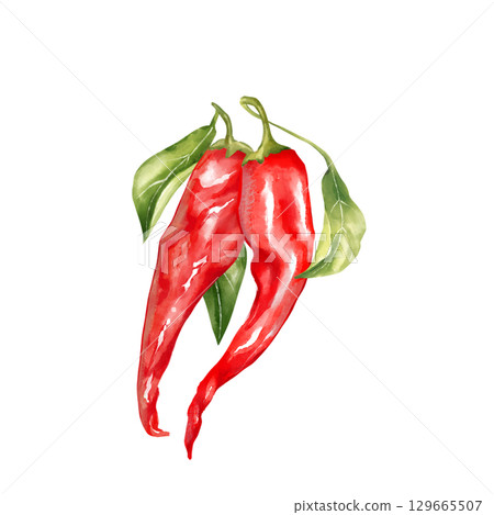 Hand-drawn illustration featuring two red chili peppers with green leaves. Perfect for spicy food themes and vibrant culinary designs 129665507