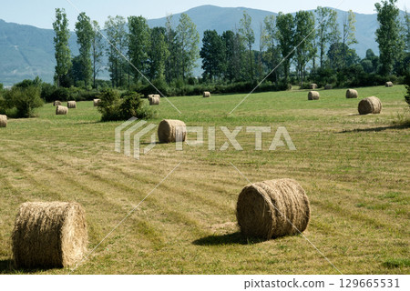 Round Hay Bales on Harvested Field with Mountains 129665531