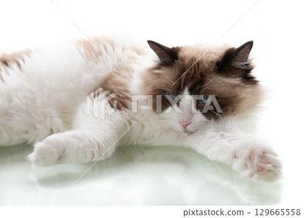 Portrait of a ragdoll cat with blue eyes on a white background Portrait of a ragdoll cat with blue eyes on a white background 129665558