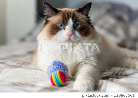 Long haired domestic cat resting with colorful ball Long haired domestic cat resting with colorful ball 129665561