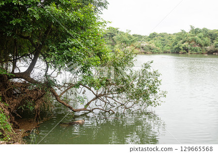 Ranganathittu bird sanctuary in Mysore, Karnataka, India 129665568