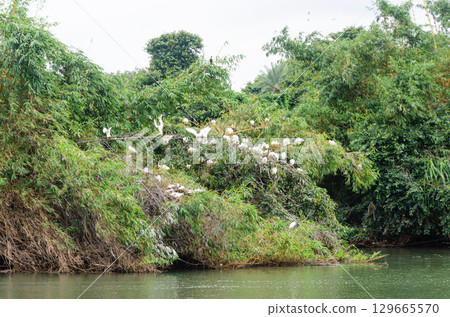 Ranganathittu bird sanctuary in Mysore, Karnataka, India Ranganathittu bird sanctuary in Mysore, Karnataka, India 129665570