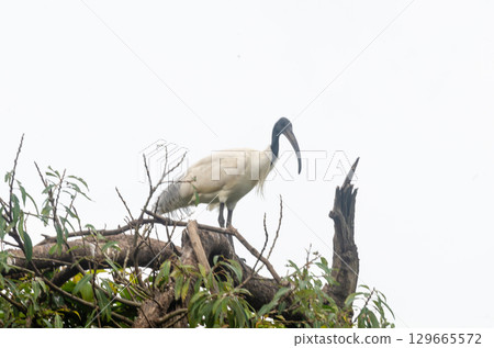 Black headed Ibis in the Ranganathittu Bird Sanctuary Black headed Ibis in the Ranganathittu Bird Sanctuary 129665572