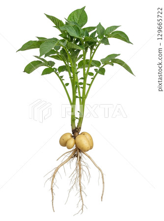 This single potato plant features lush green leaves, strong stems, and visible roots with mature tubers. The plant illustrates the growth cycle of potatoes in agriculture. 129665722