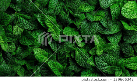 Mint close-up 129666342