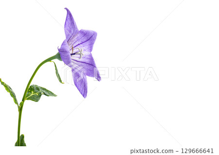 Delicate flower of the bellflower with expressive veins of the petals Delicate flower of the bellflower with expressive veins of the petals 129666641