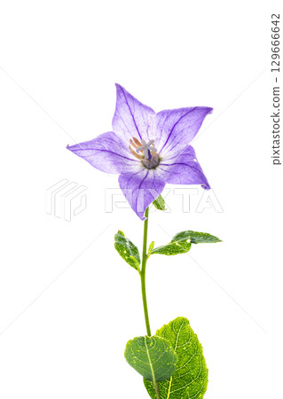 Single five-pointed corolla of the Platycodon isolated on a light Single five-pointed corolla of the Platycodon isolated on a light 129666642