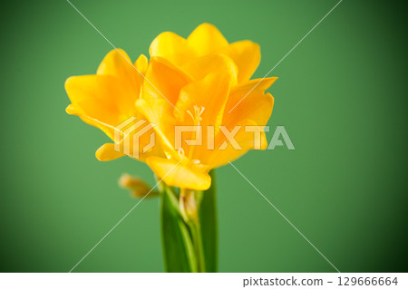 Close-up of yellow freesia on green background 129666664