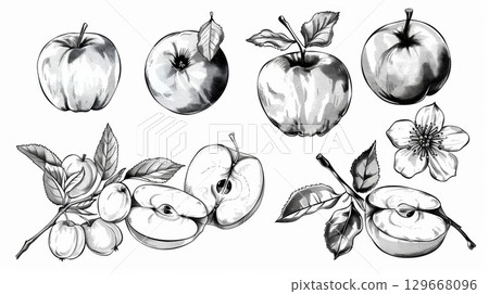 illustration fruits detailed leaves monochromatic general 129668096