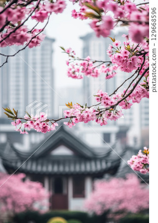 cherry blossoms cityscape buildings pink tall 129668596