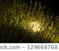 Backlit Lavender at Night 129668768